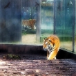 Richard Parker (hes coming..)